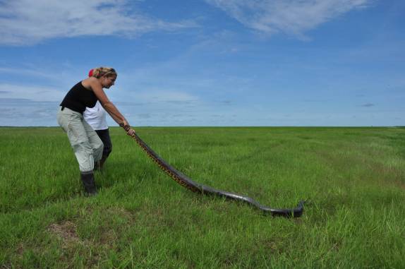 A Ana mostra que não tem medo de sucuri no Hato El Cedral, na região dos llanos venezuelanos, perto da cidade de Mantecal